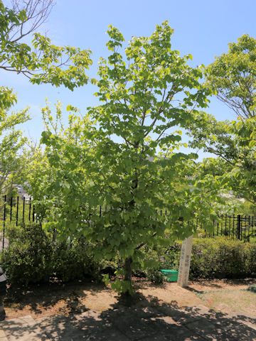 Tilia miqueliana