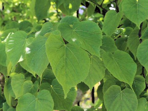Tilia miqueliana