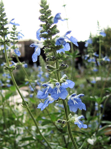 Salvia uliginosa