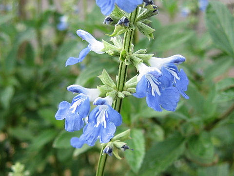 Salvia uliginosa