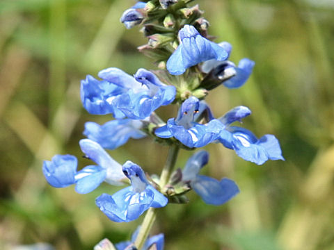 Salvia uliginosa