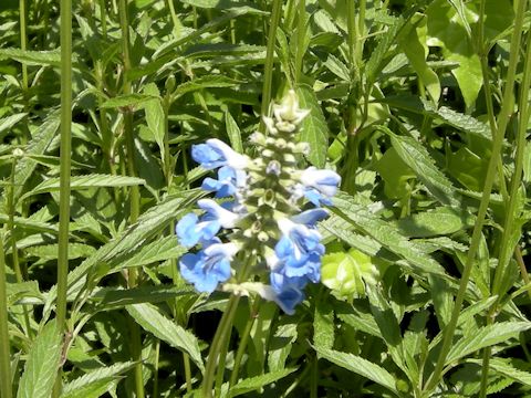 Salvia uliginosa