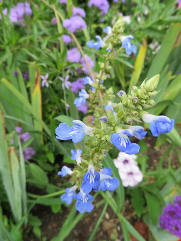 Salvia uliginosa