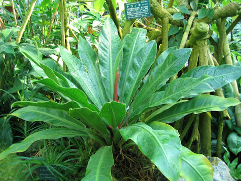 Philodendron wendlandii