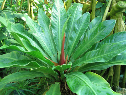 Philodendron wendlandii