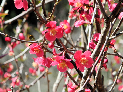 Chaenomeles speciosa