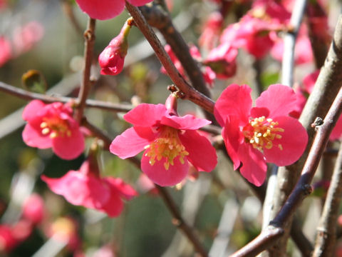 Chaenomeles speciosa