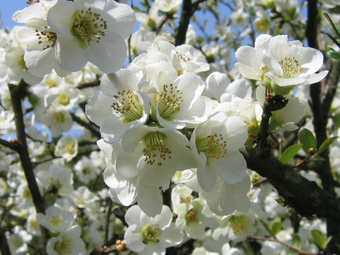 Chaenomeles speciosa