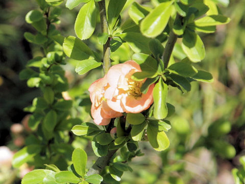 Chaenomeles speciosa