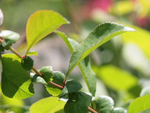 Chaenomeles speciosa