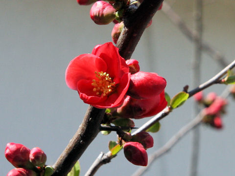 Chaenomeles speciosa