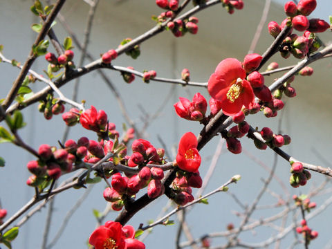 Chaenomeles speciosa