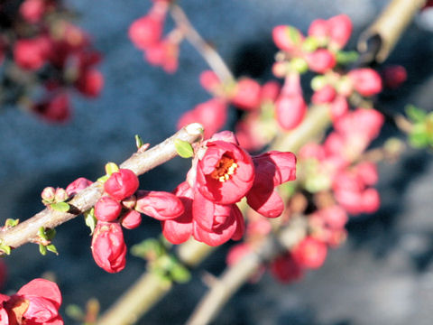 Chaenomeles speciosa