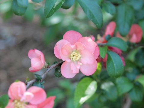 Chaenomeles speciosa