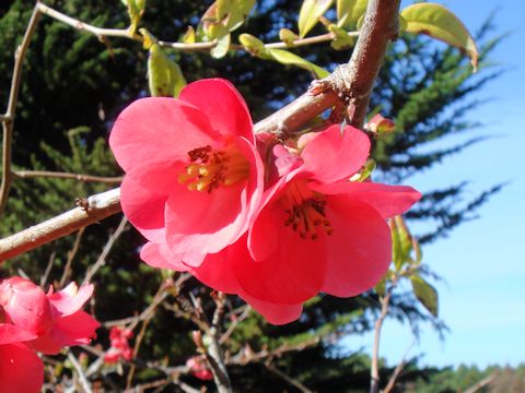 Chaenomeles speciosa