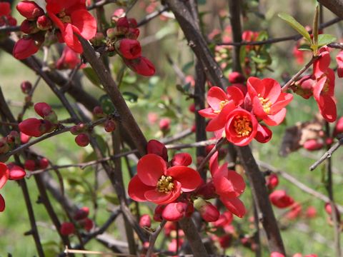 Chaenomeles speciosa