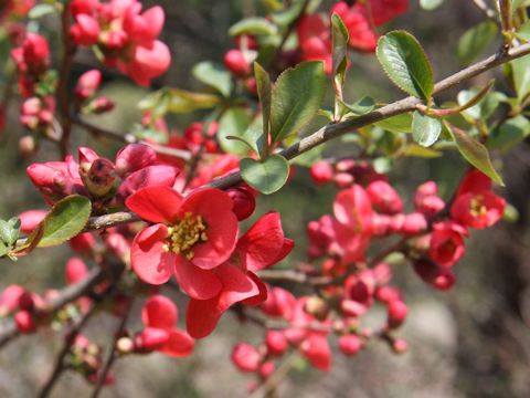 Chaenomeles speciosa