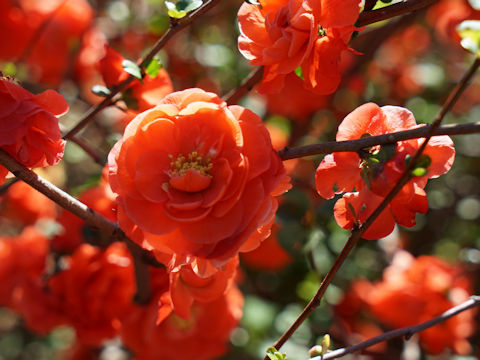 Chaenomeles speciosa