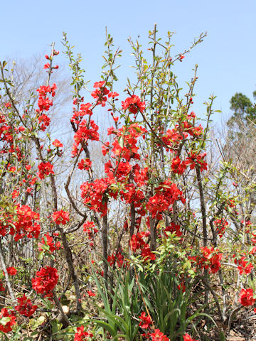 Chaenomeles speciosa