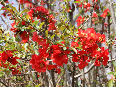 Chaenomeles speciosa