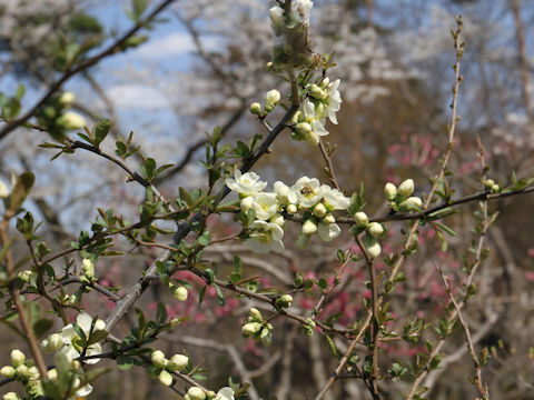 Chaenomeles speciosa