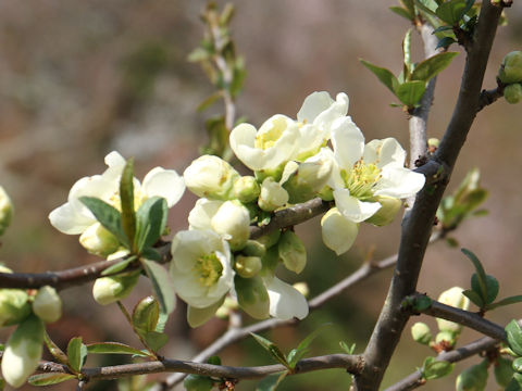 Chaenomeles speciosa