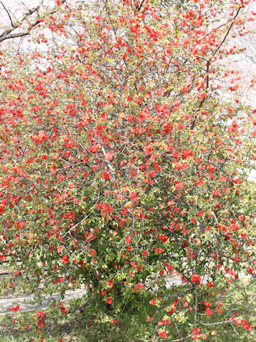 Chaenomeles speciosa