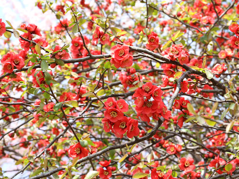 Chaenomeles speciosa