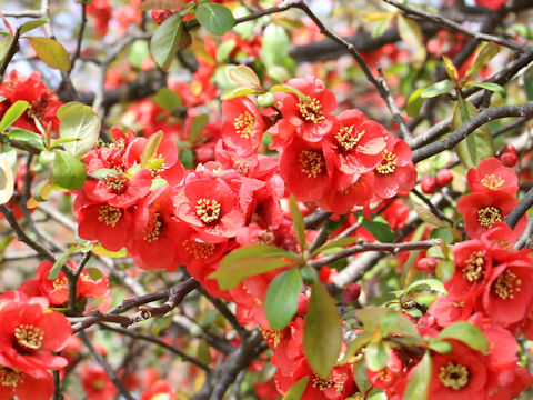 Chaenomeles speciosa