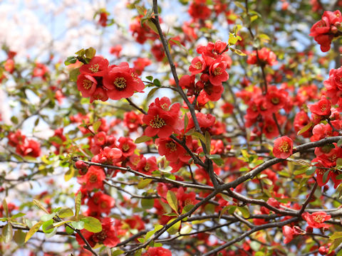 Chaenomeles speciosa