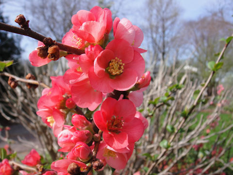 Chaenomeles speciosa