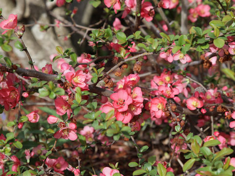 Chaenomeles speciosa