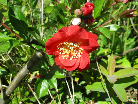 Chaenomeles speciosa