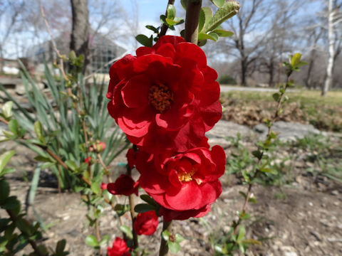 Chaenomeles speciosa