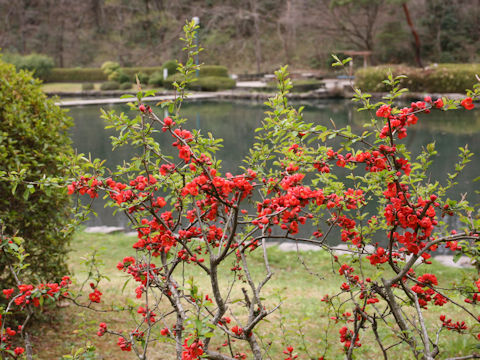 Chaenomeles speciosa