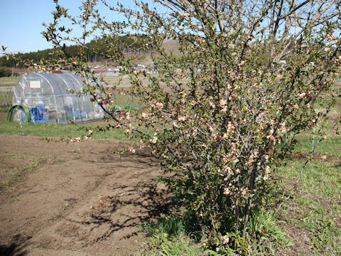 Chaenomeles speciosa