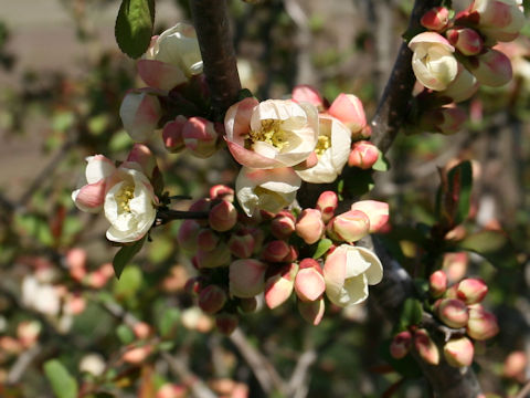 Chaenomeles speciosa