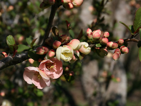 Chaenomeles speciosa