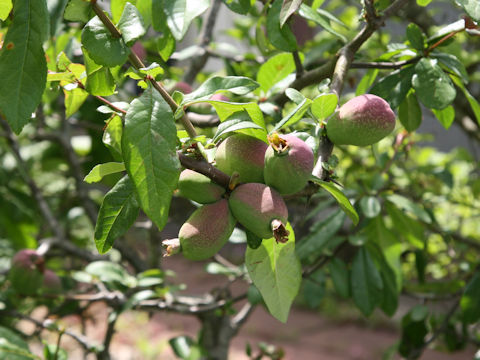 Chaenomeles speciosa