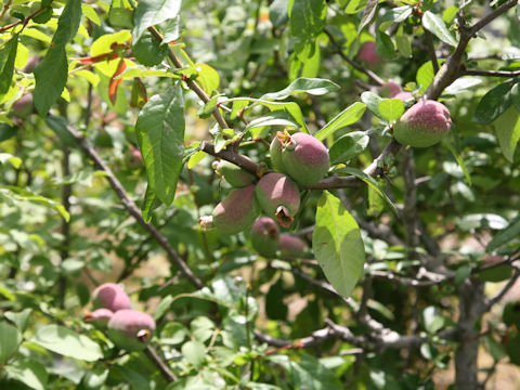 Chaenomeles speciosa