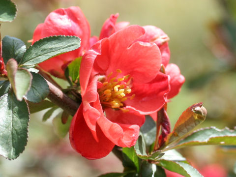 Chaenomeles speciosa cv. Toyo-nishiki