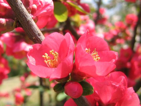 Chaenomeles speciosa cv. Toyo-nishiki