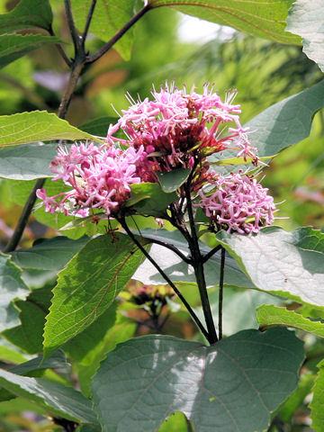 Clerodendrum bungei