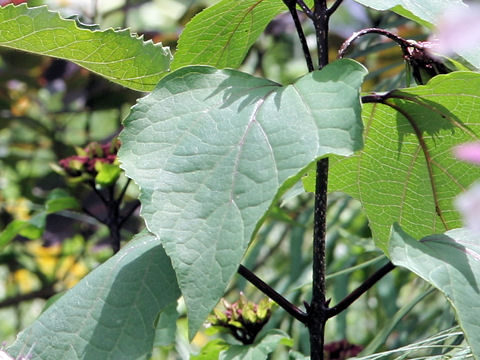 Clerodendrum bungei