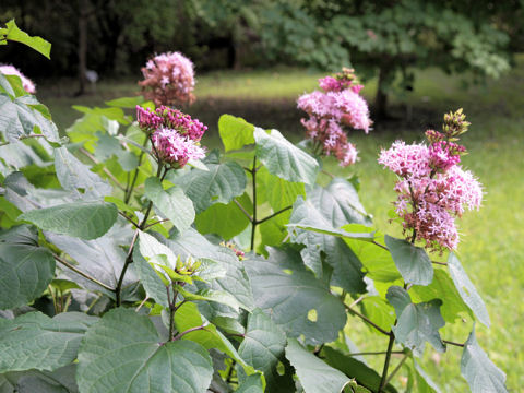 Clerodendrum bungei