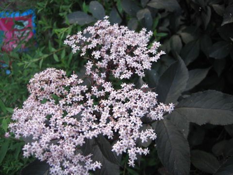 Clerodendrum bungei