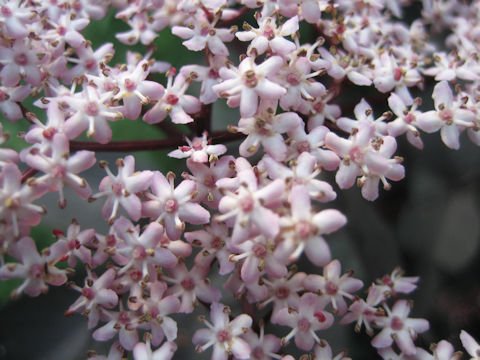 Clerodendrum bungei