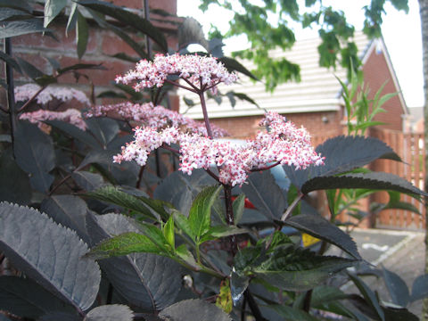 Clerodendrum bungei