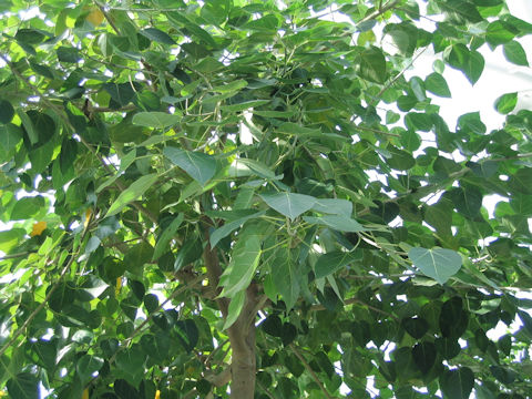 Ficus rumphii