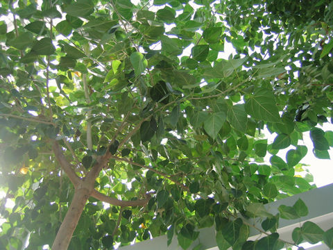 Ficus rumphii